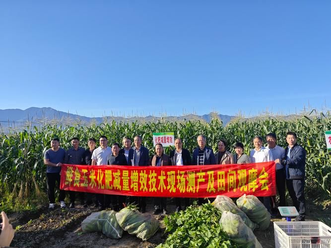 甜玉米种植技术