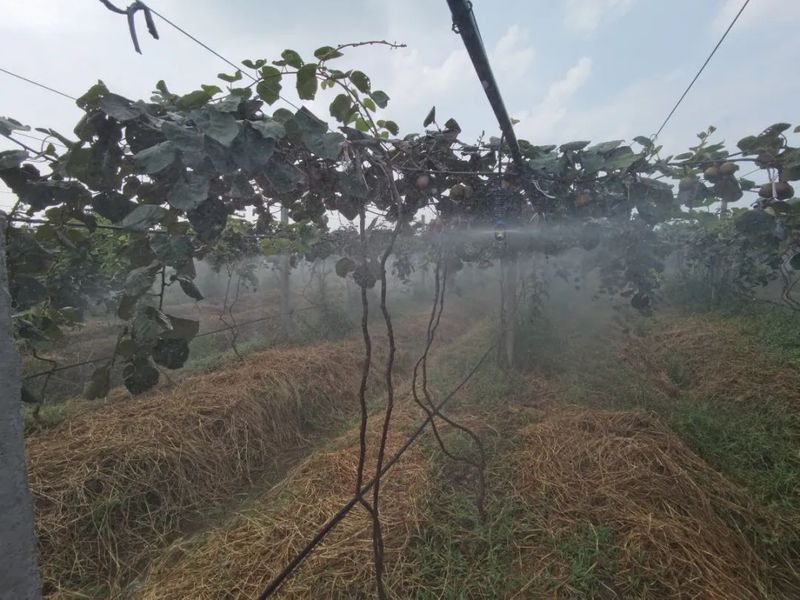 黄心猕猴桃种植技术