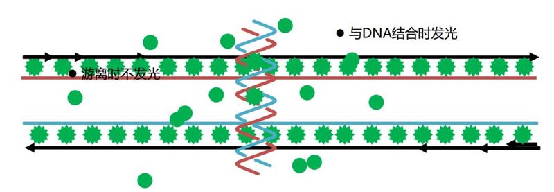 rt pcr实验步骤