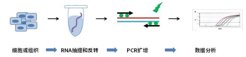 rt pcr实验步骤