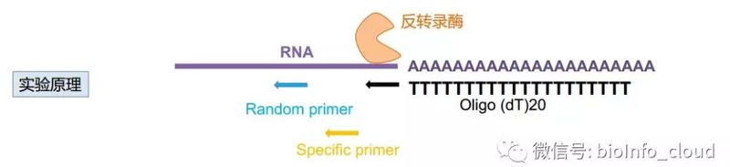 rt pcr实验步骤