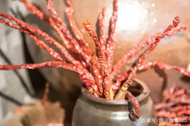 印度魔鬼椒种植方法