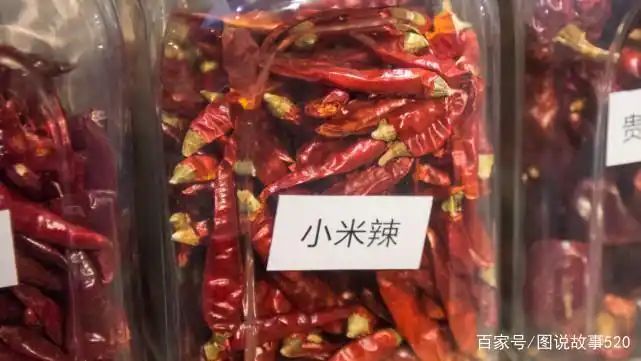 印度魔鬼椒种植方法