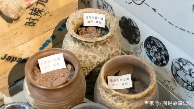 印度魔鬼椒种植方法
