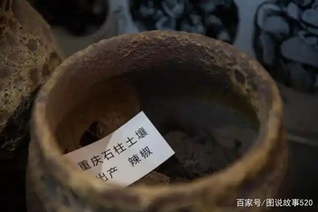 印度魔鬼椒种植方法