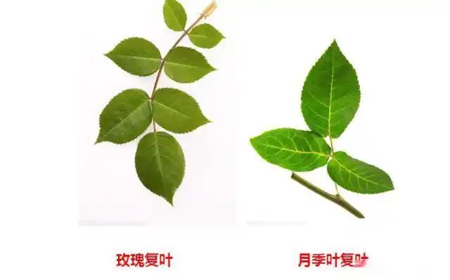 月季花的叶的特点