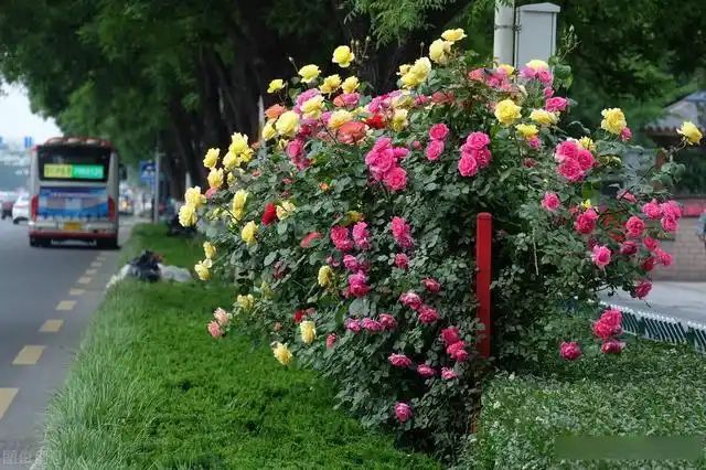 月季花的叶的特点