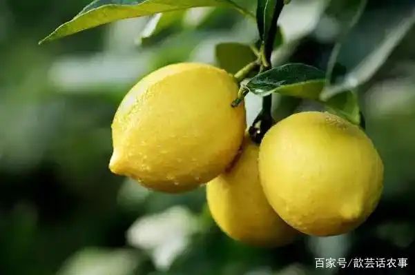 Lemon tree planting techniques