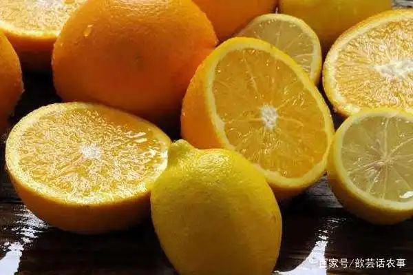 Lemon tree planting techniques