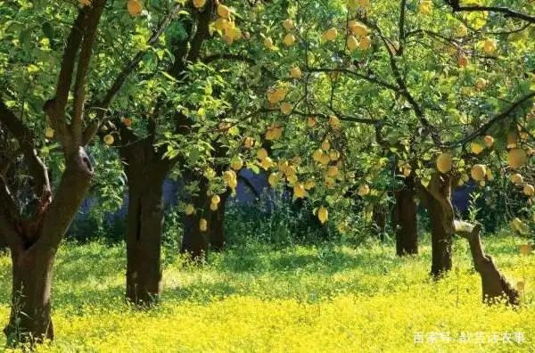 Lemon tree planting techniques