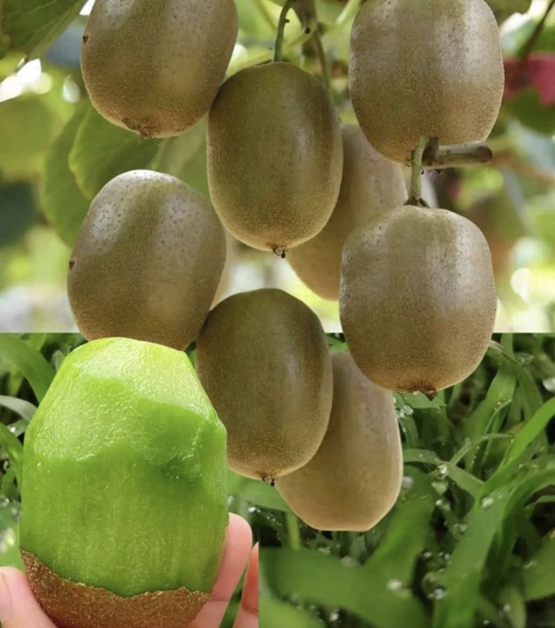 The technology of yellow-heard monkey cultivation