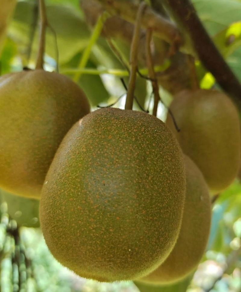 The technology of yellow-heard monkey cultivation