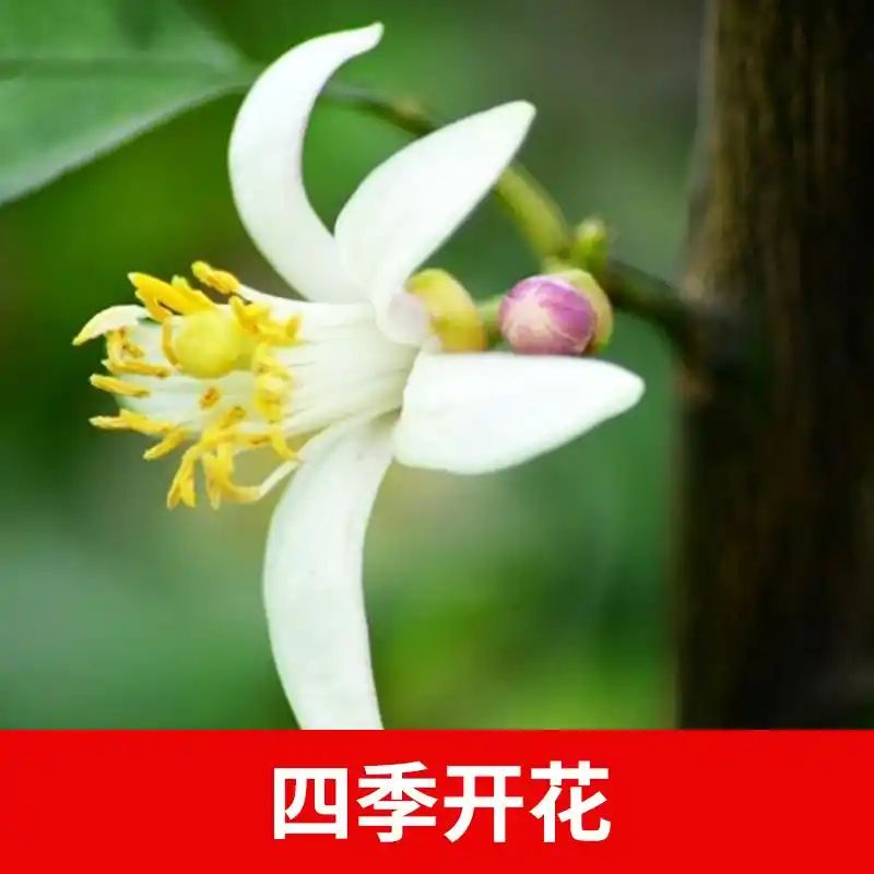 柠檬树种植技术