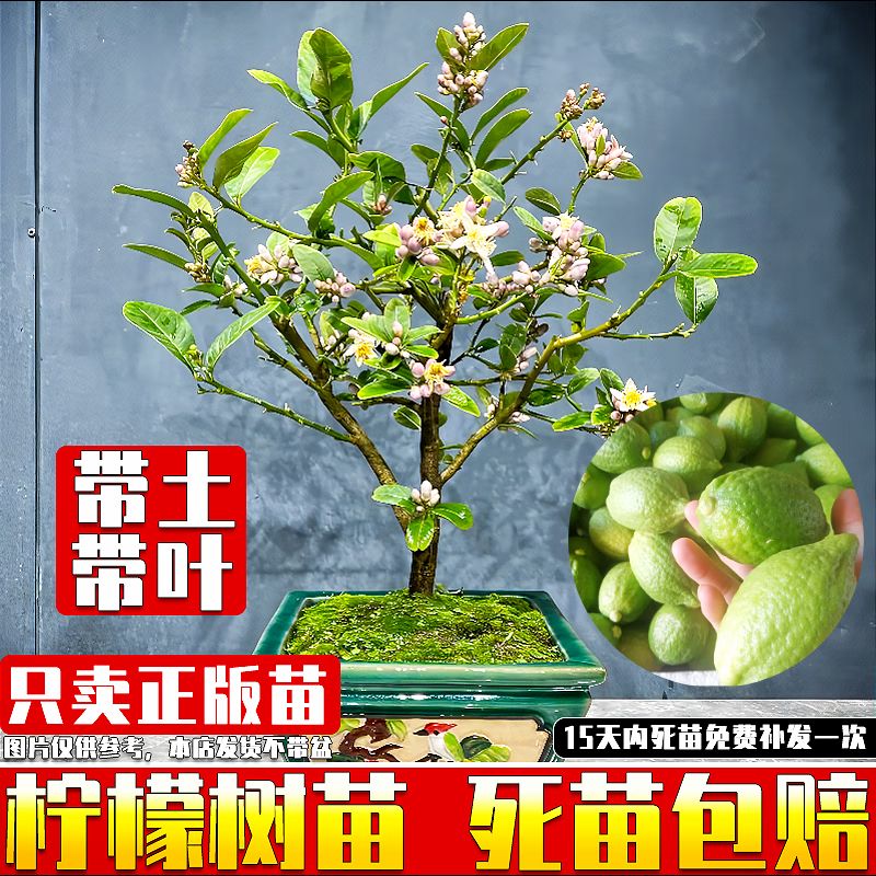 柠檬树种植技术