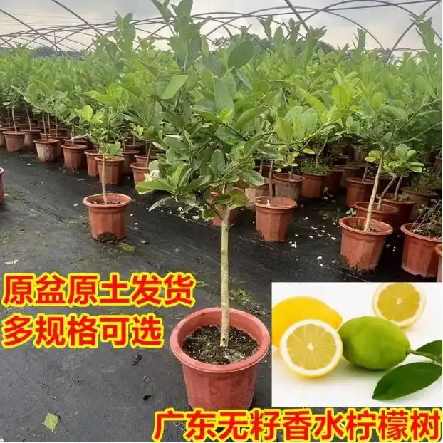 柠檬树种植技术