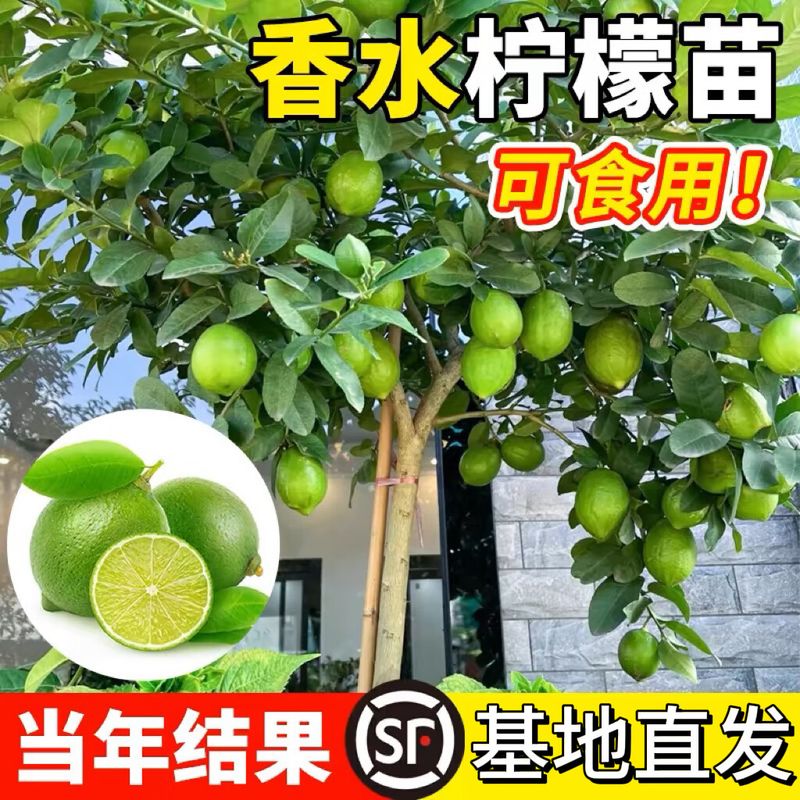 柠檬树种植技术