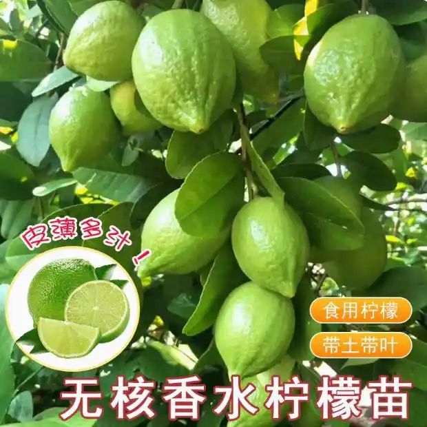 柠檬树种植技术