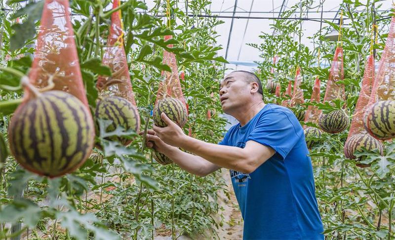 大棚西瓜种植栽培管理技术措施
