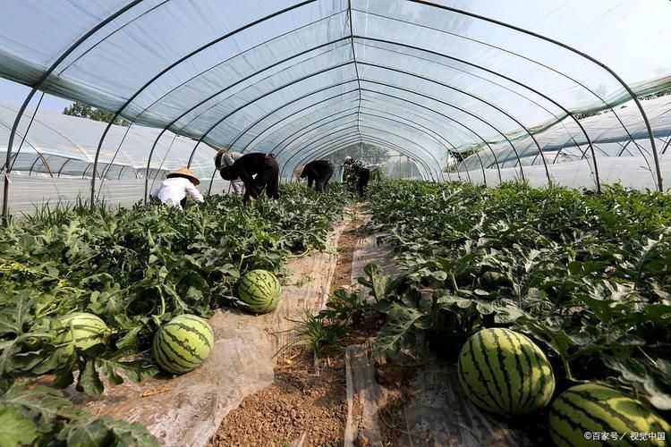 Autumn watermelon planting techniques