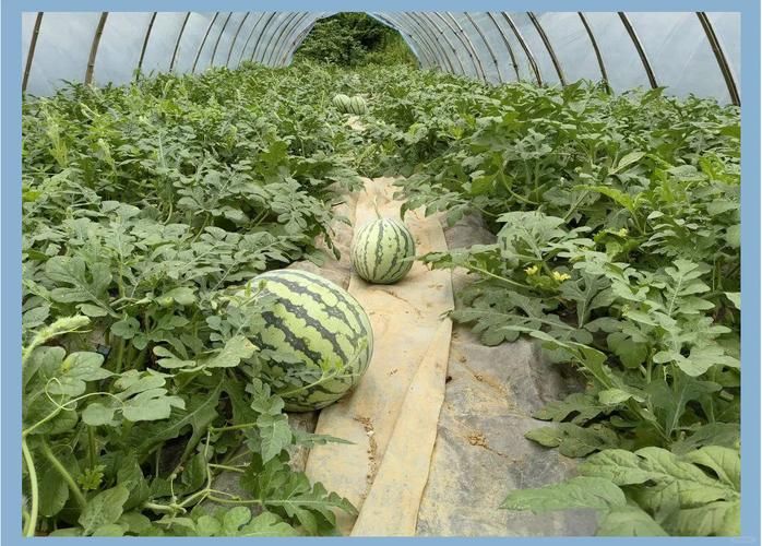 Autumn watermelon planting techniques