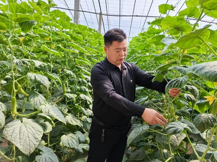 寿光有机蔬菜种植技术