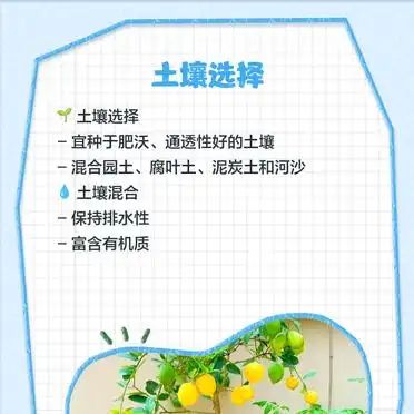 Lemon tree planting techniques