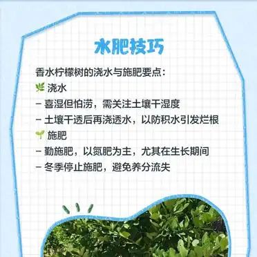 Lemon tree planting techniques