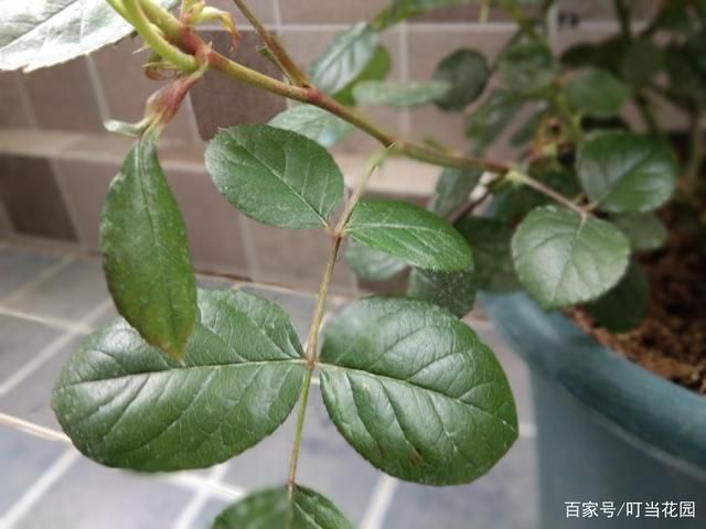 月季花的叶的特点