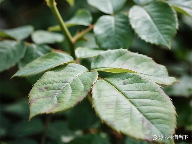 月季花的叶的特点