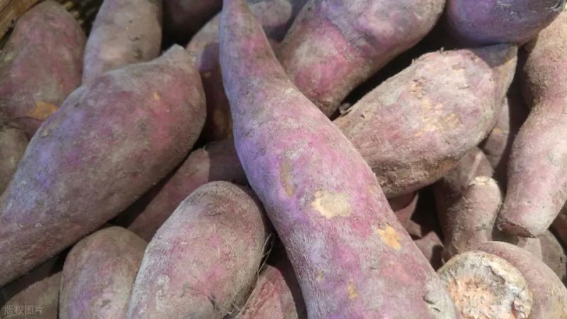 Water cultivation methods for red potato leaves