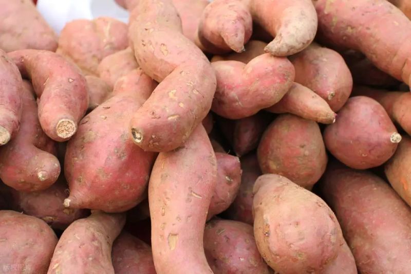 Water cultivation methods for red potato leaves
