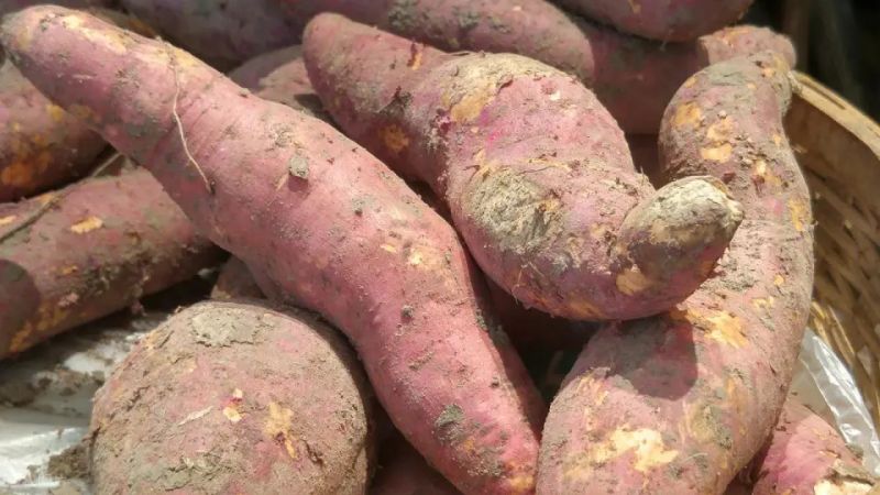 Water cultivation methods for red potato leaves