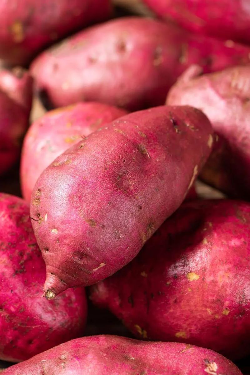 Water cultivation methods for red potato leaves