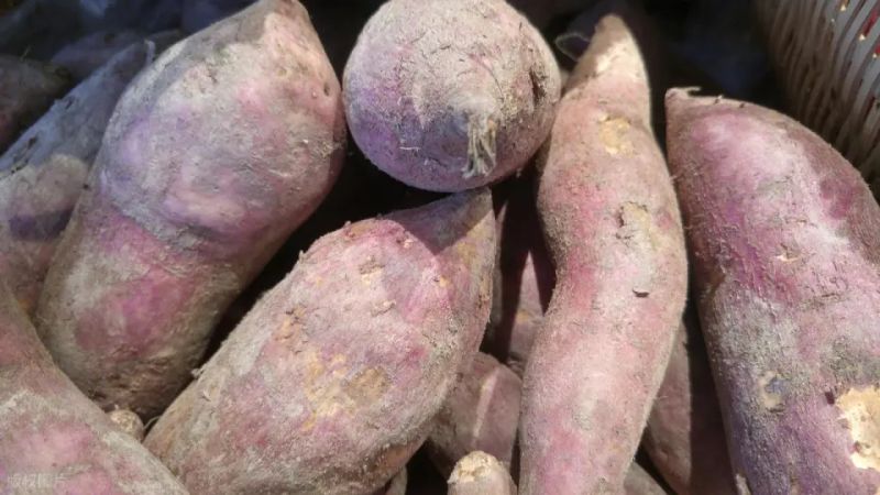 Water cultivation methods for red potato leaves