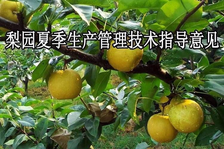 南方圆黄梨种植技术