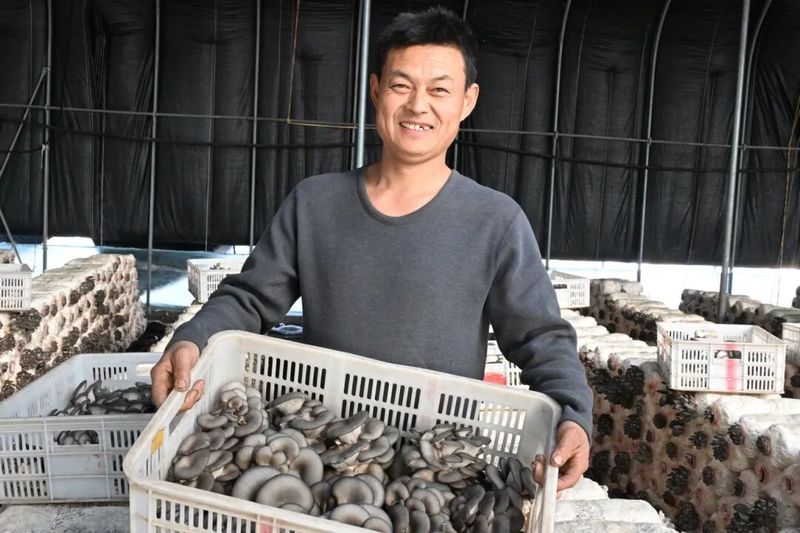 A video of mushroom growing technology
