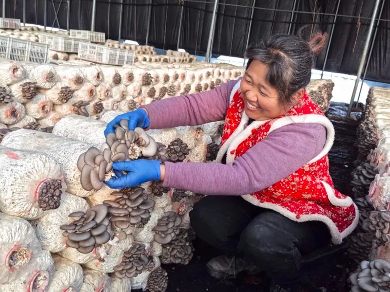 A video of mushroom growing technology