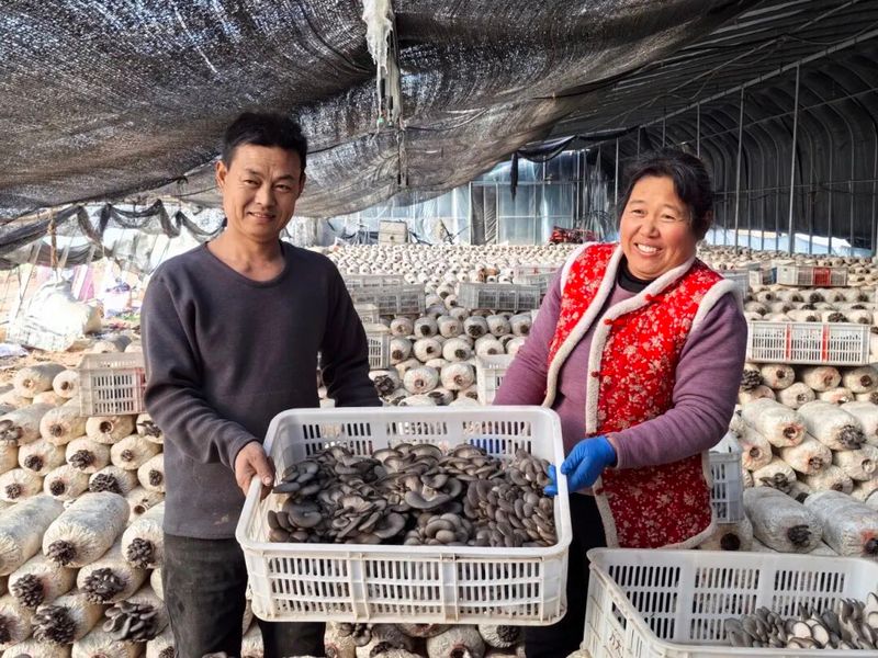 A video of mushroom growing technology