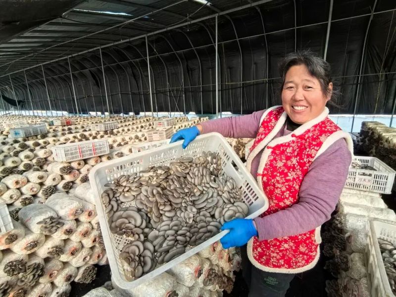 A video of mushroom growing technology