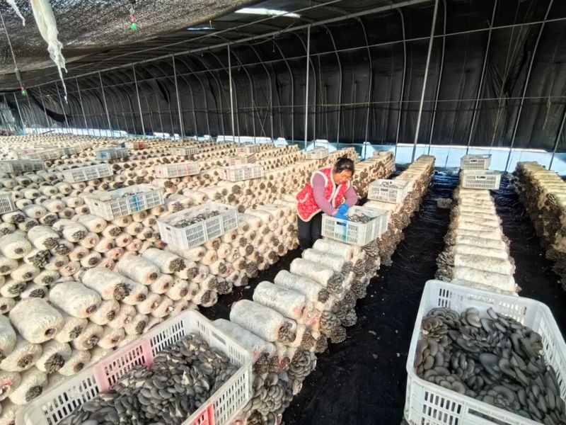 A video of mushroom growing technology