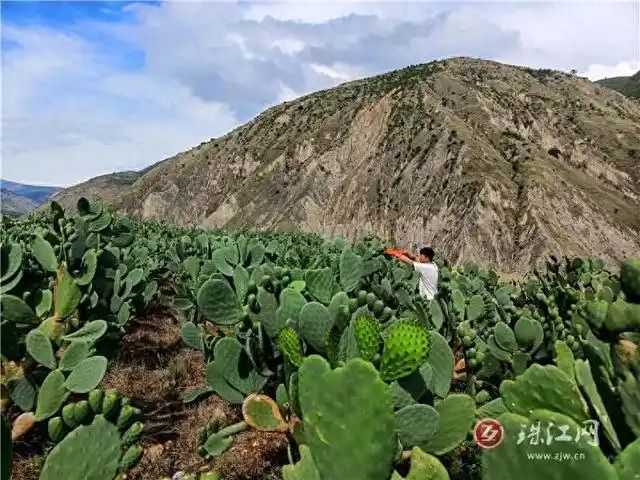 仙人掌的种植方法