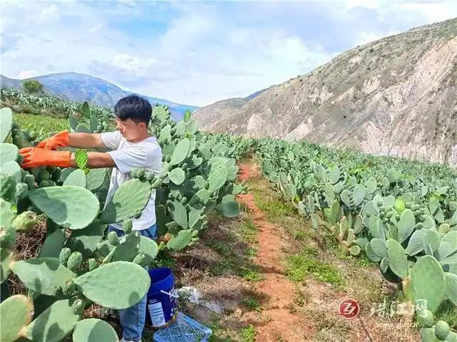 仙人掌的种植方法