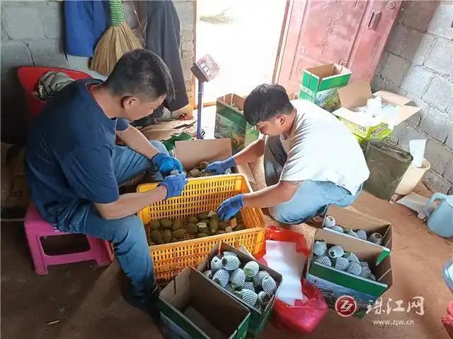 仙人掌的种植方法