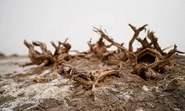 Guangjiangjiang hammelon dry price