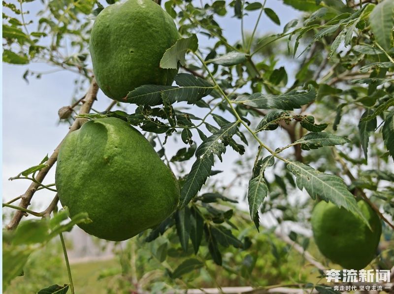 It's the technology to grow the canopy