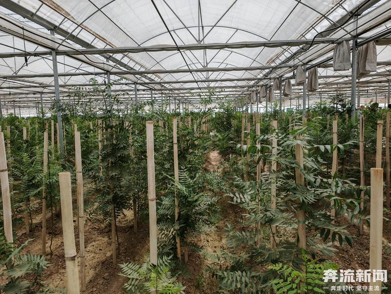 It's the technology to grow the canopy