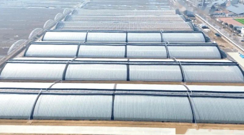 Technology for fruit growing in large sheds