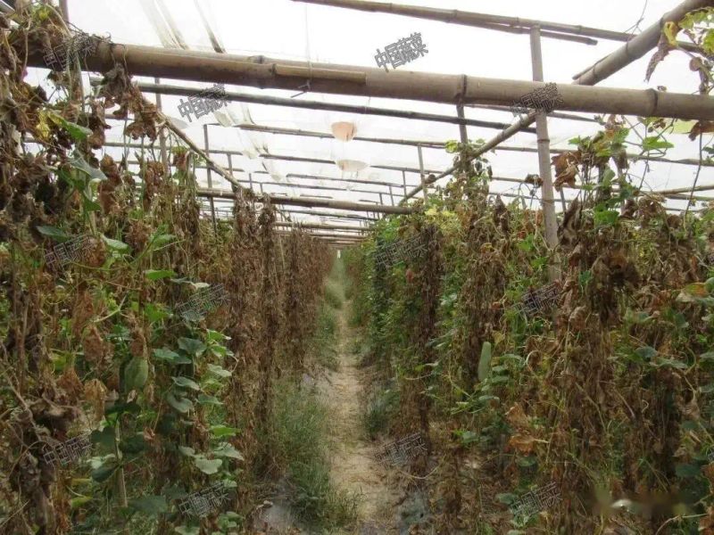 Technology for fruit growing in large sheds
