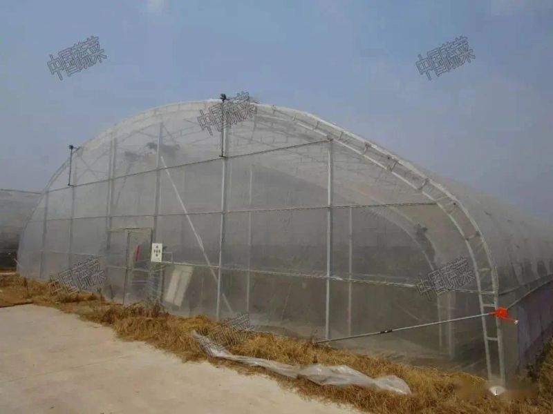 Technology for fruit growing in large sheds
