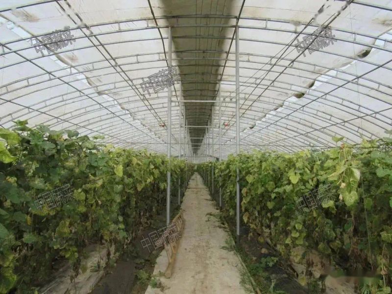 Technology for fruit growing in large sheds